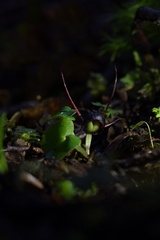 Corybas obscurus