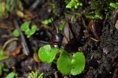 Corybas obscurus