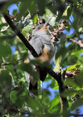 Coccyzus longirostris