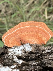 Fungi