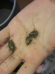 Olivella semistriata