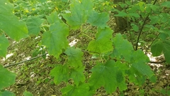 Acer nigrum