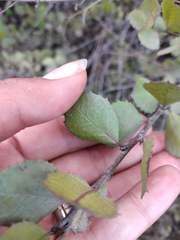 Rhamnus insula