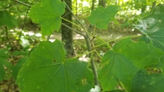 Acer nigrum