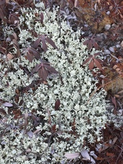 Cladonia multiformis