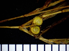 Potamogeton spirillus