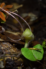 Corybas walliae