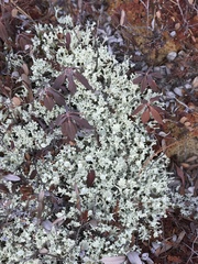 Cladonia multiformis