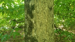Acer nigrum