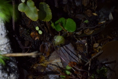 Corybas walliae