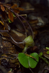 Corybas walliae