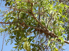 Dendrophthoe falcata