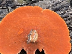 Fungi