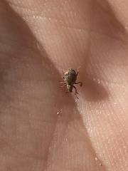 Myosides seriehispidus