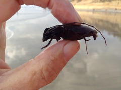 Enaphalodes hispicornis