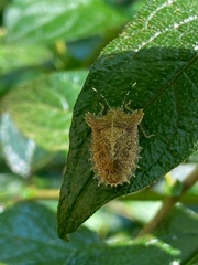 Dryptocephala spinosa