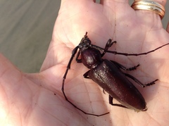 Enaphalodes hispicornis