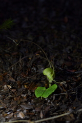 Corybas walliae