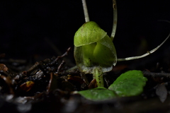 Corybas walliae