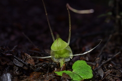 Corybas walliae