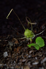 Corybas walliae
