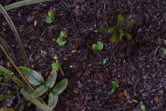 Corybas walliae