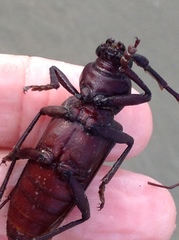 Enaphalodes hispicornis