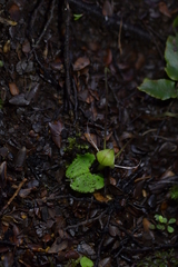 Corybas walliae