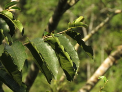 Chrysophyllum argenteum