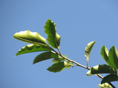 Chrysophyllum argenteum