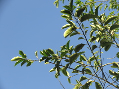 Chrysophyllum argenteum