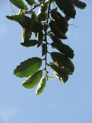 Chrysophyllum argenteum