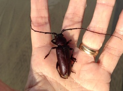 Enaphalodes hispicornis