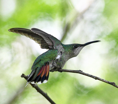 Anthracothorax dominicus