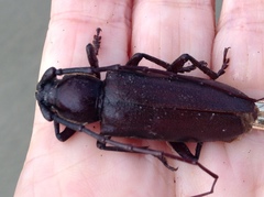 Enaphalodes hispicornis