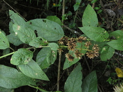 Critonia morifolia