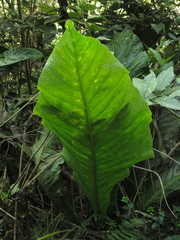 Anthurium caucavallense