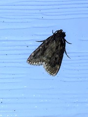 Aglossa cuprina