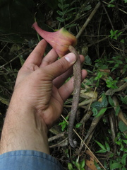 Anthurium caucavallense