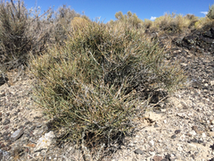 Ephedra fasciculata