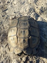 Chelonoidis chilensis