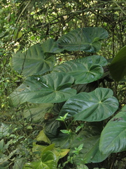 Anthurium buganum