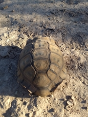 Chelonoidis chilensis