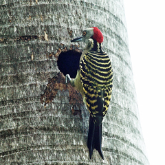 Melanerpes striatus
