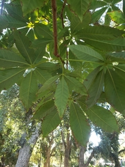 Aesculus indica