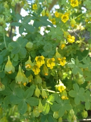 Tropaeolum brachyceras