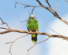 Amazona ventralis