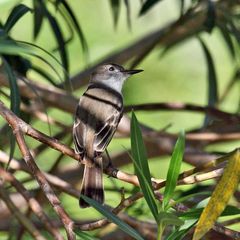 Myiarchus stolidus