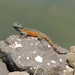 Drakensberg Crag Lizard - Photo (c) andyfrank, some rights reserved (CC BY-NC)