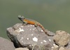 Drakensberg Crag Lizard - Photo (c) Andy Frank, some rights reserved (CC BY-NC), uploaded by Andy Frank